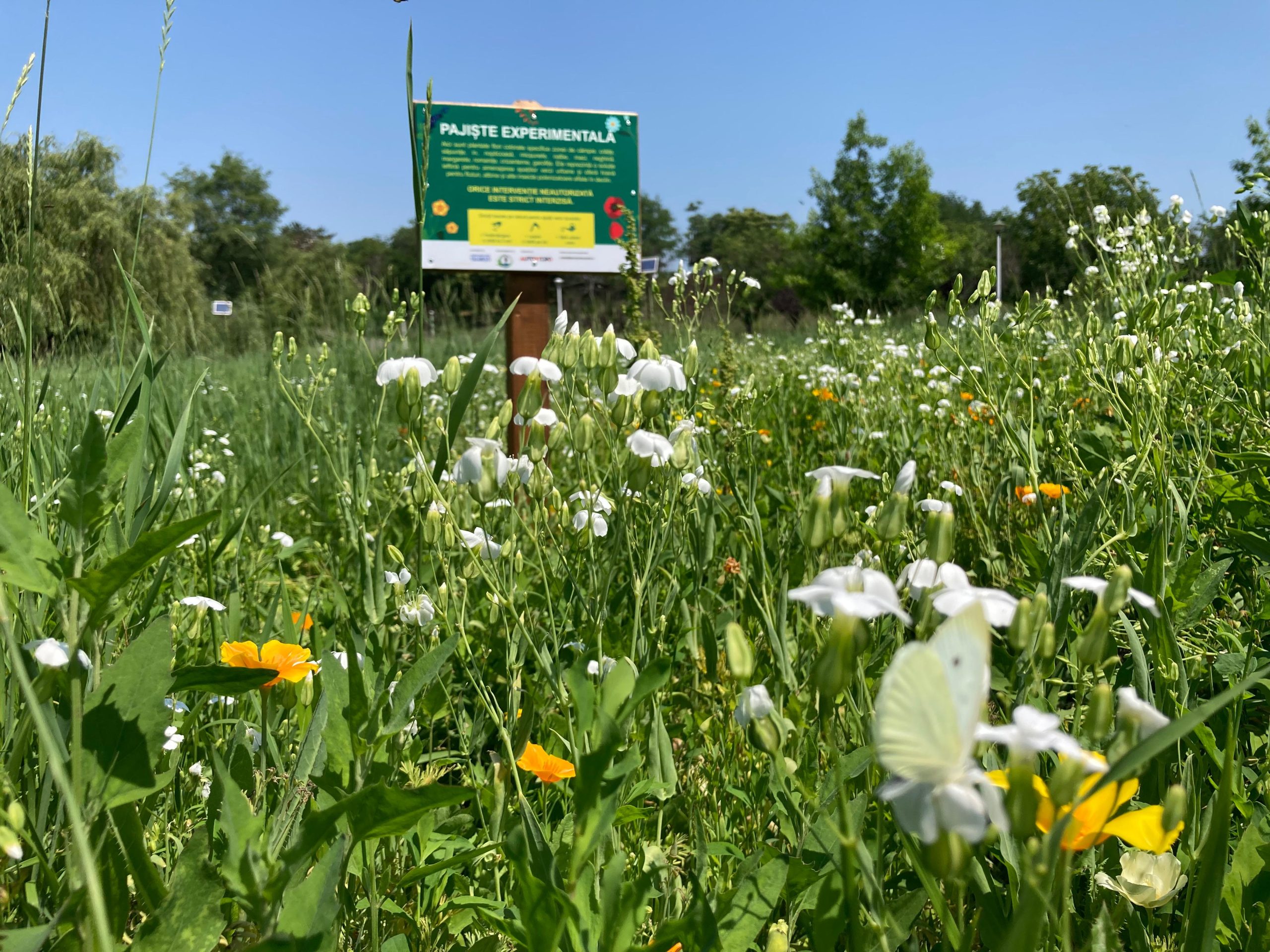Pajiste flori de camp Parcul Tineretului 1